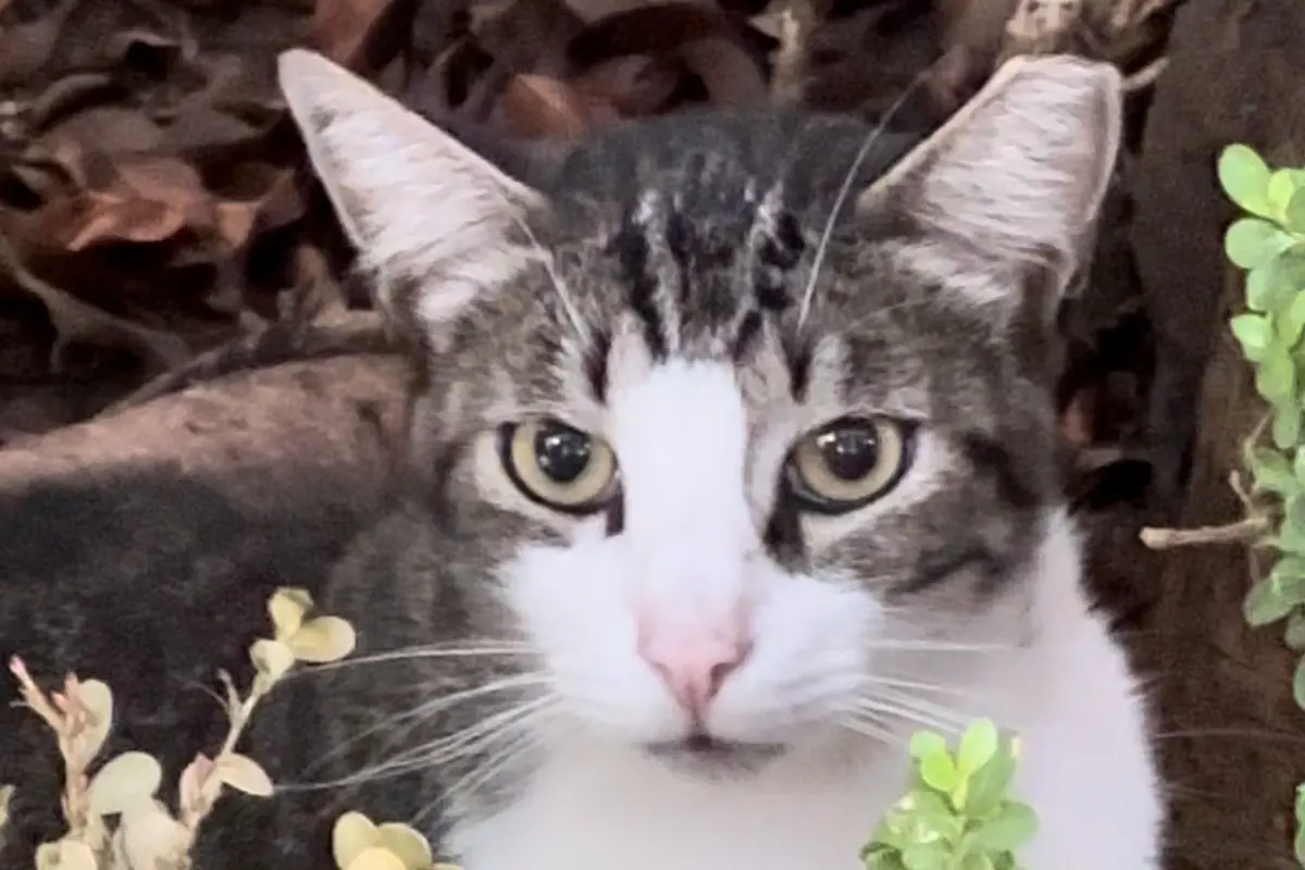 El protocolo TNR en un gatito se distingue por una muesca en la oreja izquierda El protocolo TNR en un gatito se distingue por una muesca en la oreja izquierda